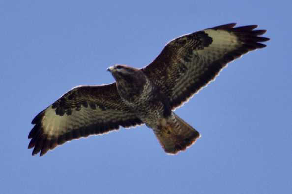 23 April 2020 - 12-06-02
A buzzard over Dartmouth. It's not your eyes, it is out of focus.
----------------------
Bird of prey - Buzzard.